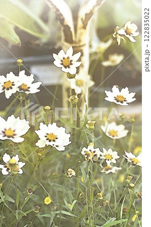 秋の白いコレオプシスの花の背景イラスト(縦) 秋の白いコレオプシスの花の背景イラスト(縦) 122835022