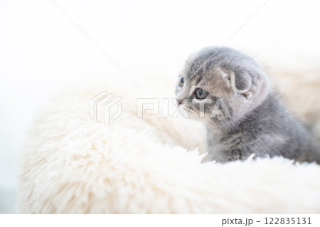 白いベッドに入ったシャルトリューの仔猫 122835131