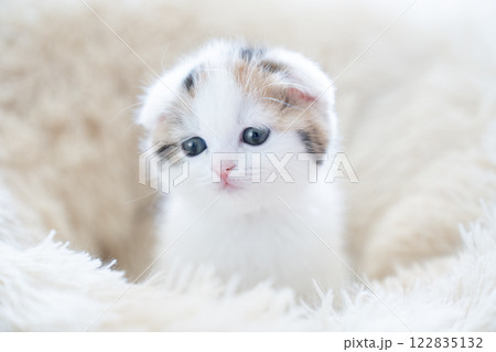 白いベッドに入ったスコティッシュフォールドの仔猫 122835132