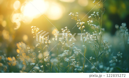 Field of white flowers with the sun shining on them. The sun is in the background and the flowers are in the foreground 122835272
