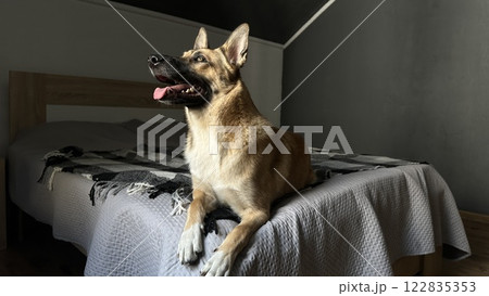 Pets friendly and care concept. Sleepy Brown Dog Resting on Gray Neutral Bed. Belgian Shepherd dog lying on owner's bed. Pet. 122835353