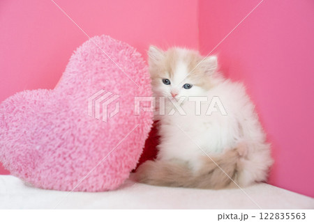 ピンクバックとスコティッシュフォールドの仔猫 122835563