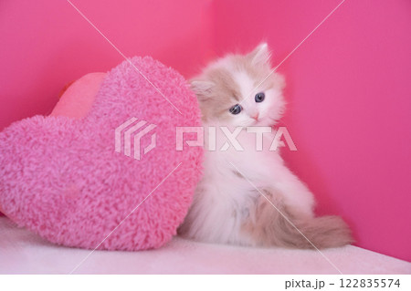 ピンクバックとスコティッシュフォールドの仔猫 ピンクバックとスコティッシュフォールドの仔猫 122835574
