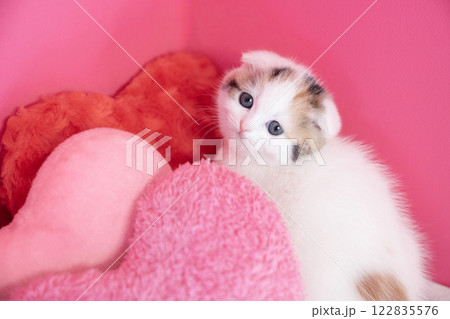 ピンクバックとスコティッシュフォールドの仔猫 ピンクバックとスコティッシュフォールドの仔猫 122835576