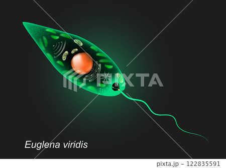 Euglena viridis. Unicellular organism on dark background. 122835591