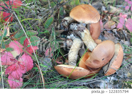 Bunch of wild mushrooms collected in the forest. 122835794