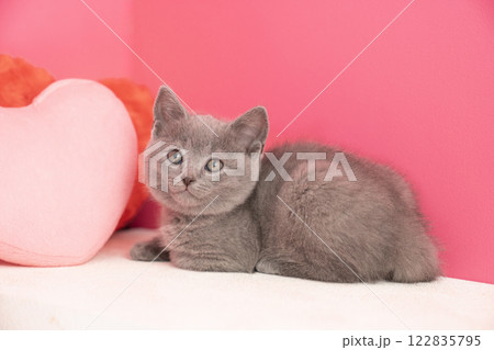 ピンクバックとハートとシャルトリューの仔猫 122835795