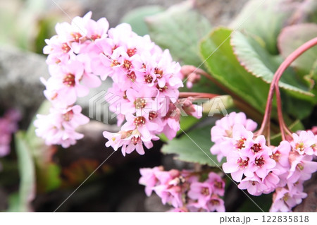 ヒマラヤユキノシタ ヒマラヤユキノシタ 122835818