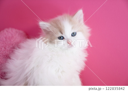ピンクバックとスコティッシュフォールドの仔猫 ピンクバックとスコティッシュフォールドの仔猫 122835842