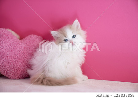 ピンクバックとハートとスコティッシュフォールドの仔猫 122835859