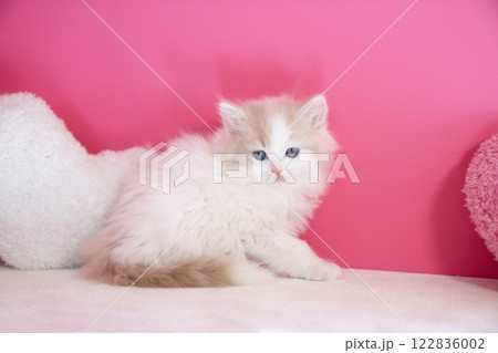 ピンクバックとハートとスコティッシュフォールドの仔猫 122836002
