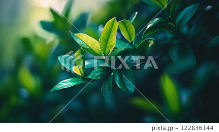 Lush green plant with a few leaves is growing in the shade. The leaves are vibrant and healthy, giving the plant a fresh and lively appearance. The plant is surrounded by other plants Lush green plant with a few leaves is growing in the shade. The leaves are vibrant and healthy, giving the plant a fresh and lively appearance. The plant is surrounded by other plants 122836144