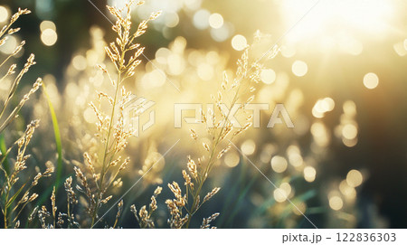 Field of grass with the sun shining on it. The sun is casting a warm glow on the grass, making it look golden and inviting. The scene is peaceful and serene, with the sun providing a sense of warmth Field of grass with the sun shining on it. The sun is casting a warm glow on the grass, making it look golden and inviting. The scene is peaceful and serene, with the sun providing a sense of warmth 122836303