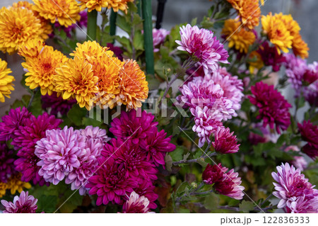 カラフルなポットマム(洋菊) カラフルなポットマム(洋菊) 122836333