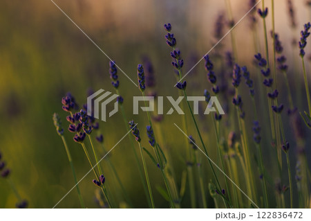 Levander (Lavandula angustifolia) blooming flower at sunset. Home garden composition ideas. Selective focus, beautiful bokeh. 122836472