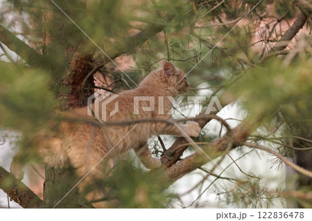 A curious and fluffy ginger kitten exploring outdoors climbing the pine tree. A curious and fluffy ginger kitten exploring outdoors climbing the pine tree. 122836478