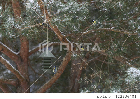 Wild birds on bird feeder with seed in winter. Focus on birds and feeder. Defocused background with trees. Nature concept.. 122836481