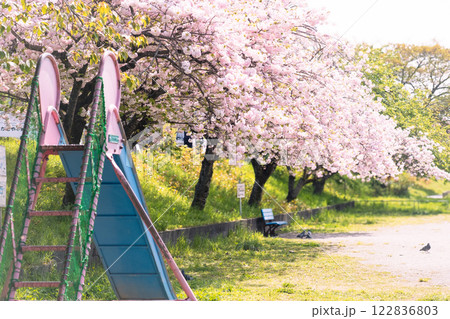 Spring cherry blossoms in the park Spring cherry blossoms in the park 122836803