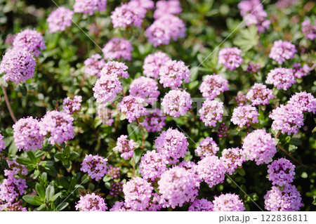 Spring thyme flower field Spring thyme flower field 122836811