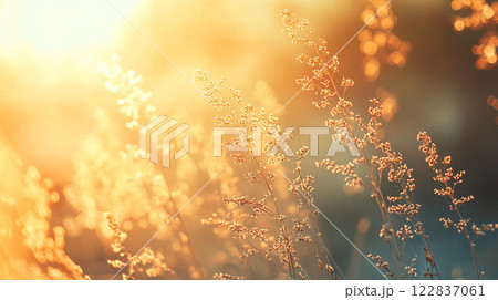 Field of tall grass with the sun shining brightly on it. The grass is dry and brown, giving the scene a somewhat desolate and lonely feel. The sun's rays create a warm and inviting atmosphere 122837061