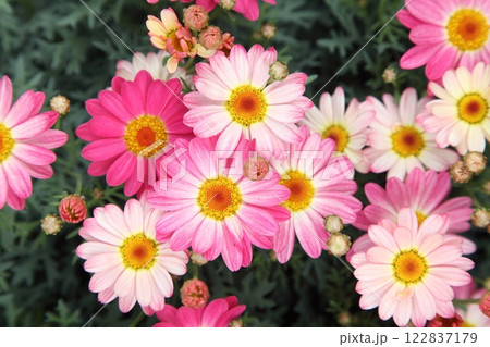 マーガレット・ストロベリーホイップ マーガレット・ストロベリーホイップ 122837179