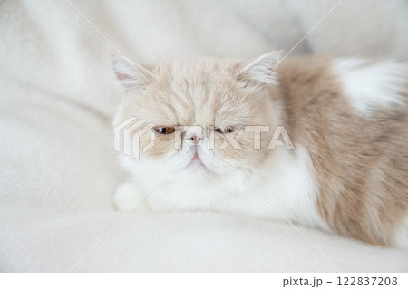 白バックで伏せたエキゾチックショートヘアーのバストアップ 122837208