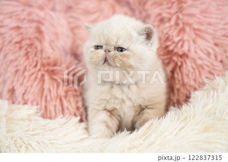 ピンクバックとエキゾチックショートヘアーの仔猫 ピンクバックとエキゾチックショートヘアーの仔猫 122837315