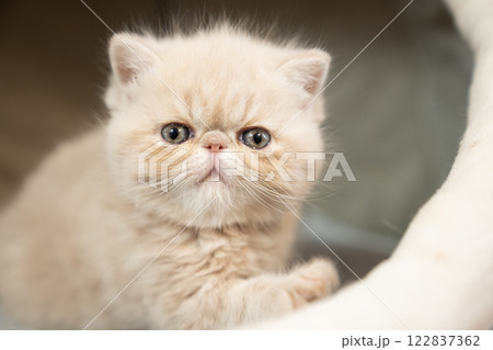 カメラ目線のエキゾチックショートヘアーの仔猫 122837362