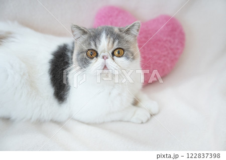 白バックとピンクのハートとエキゾチックショートヘアーのバストアップ 白バックとピンクのハートとエキゾチックショートヘアーのバストアップ 122837398