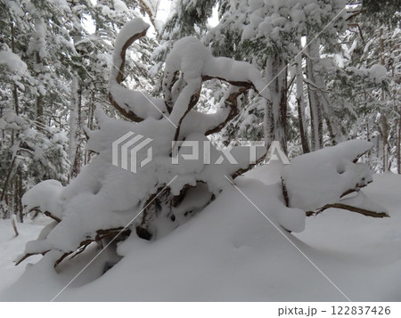 厳冬期の御嶽山(濁河温泉から飛騨頂上へ向かう登山道にある木の根) 122837426
