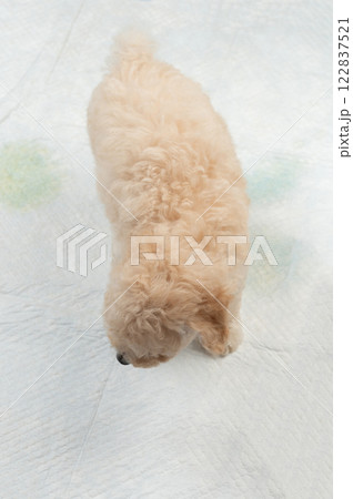 White mat carpet with pee 122837521