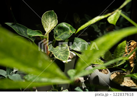 フィロデンドロン　バーキン（インテリアプランツのライトアップ） 122837618