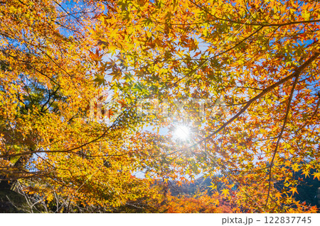豊田市の香嵐渓のた紅葉したもみじと青空の風景(愛知県) 122837745