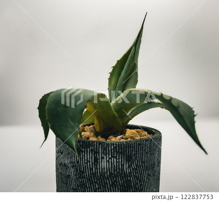 アガベ　パリー 122837753