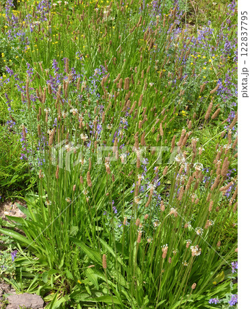 Nepeta Racemosa or catnip and Plantago lanceolata - flowering plants used in landscape design 122837795