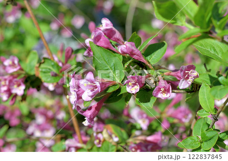 Weigela coraeensis - a shrub that blooms with pink flowers Weigela coraeensis - a shrub that blooms with pink flowers 122837845