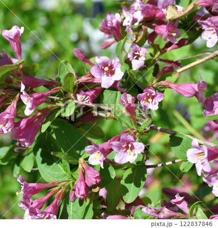 Weigela coraeensis - a shrub that blooms with pink flowers Weigela coraeensis - a shrub that blooms with pink flowers 122837846