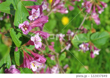 Weigela coraeensis - a shrub that blooms with pink flowers Weigela coraeensis - a shrub that blooms with pink flowers 122837849
