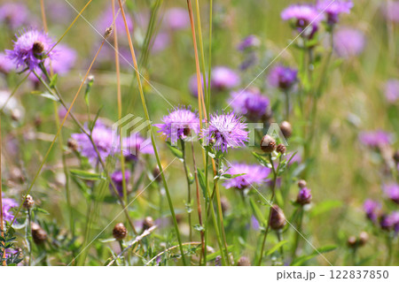 Fragment of a wild meadow with blooming cornflower Fragment of a wild meadow with blooming cornflower 122837850