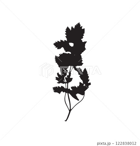 Rough edges dried leaf black silhouette 122838012