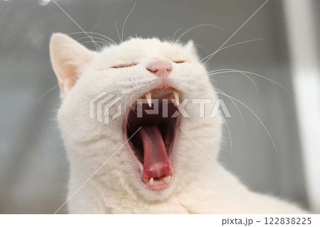 あくびする猫 122838225