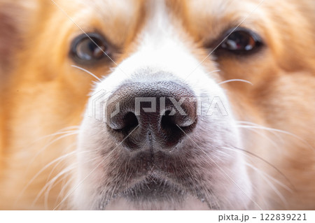 Welsh Corgi Pembroke Face Welsh Corgi Pembroke Face 122839221