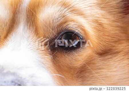 Welsh Corgi Pembroke Face 122839225