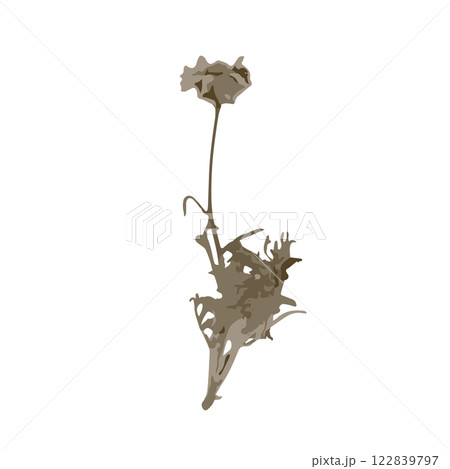 Rough edges brown dried floral sinlouette Rough edges brown dried floral sinlouette 122839797