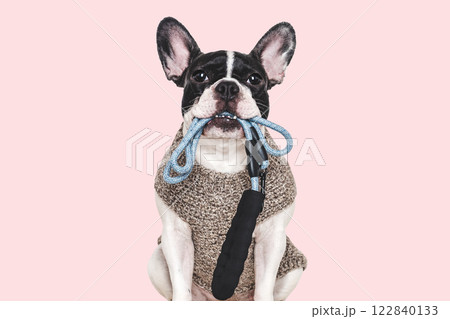 Cute puppy and leash. Preparing for morning walk 122840133