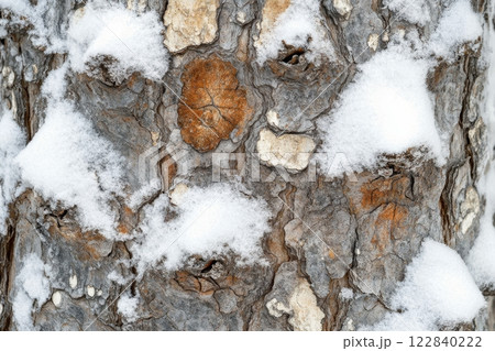 Textured bark covered in snow creates a winter landscape in a forest 122840222