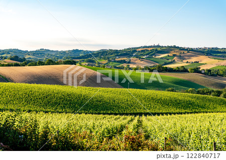 Vineyards and fields, Marche, Italy. Rural landscape 122840717