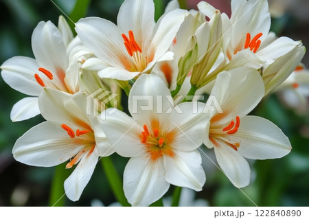Vibrant white flowers with orange accents blooming in a garden during springtime 122840890