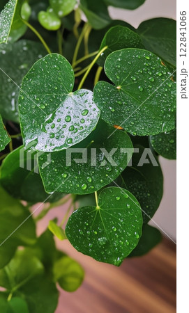 Green leaves with droplets reflecting sunlight after rain in a cozy indoor space 122841066