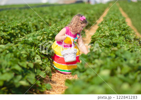 Child picking fresh strawberry on a farm Child picking fresh strawberry on a farm 122841283